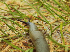 Krynickillus melanocephalus
