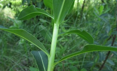 Euphorbia semivillosa