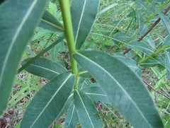 Euphorbia semivillosa