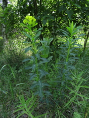 Euphorbia semivillosa