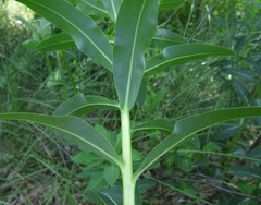 Euphorbia semivillosa