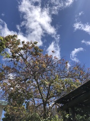 Searsia chirindensis