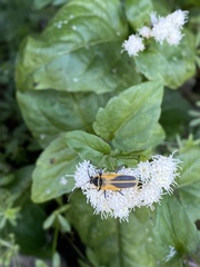 Chauliognathus opacus