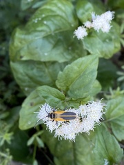 Chauliognathus opacus