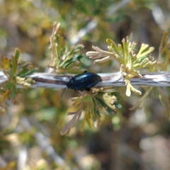 Altica obliterata