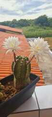 Echinopsis subdenudata