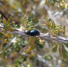 Altica obliterata