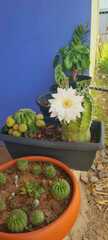 Echinopsis subdenudata