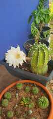 Echinopsis subdenudata