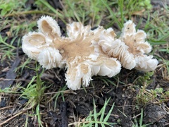 Termitomyces microcarpus