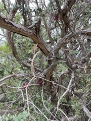 Melaleuca elliptica