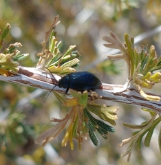 Altica obliterata
