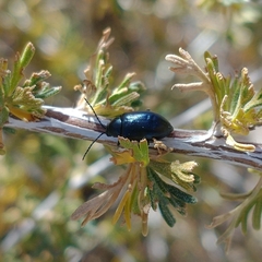 Altica obliterata