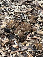 Pholiotina rugosa
