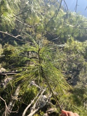 Pinus wallichiana