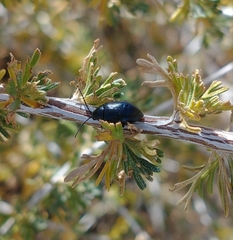 Altica obliterata
