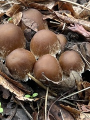 Pholiotina rugosa
