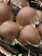 Pholiotina rugosa