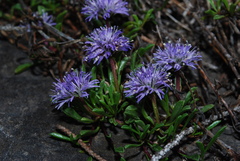 Globularia repens