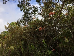Epidendrum cinnabarinum