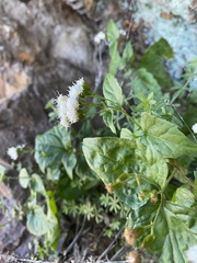 Ageratina rothrockii