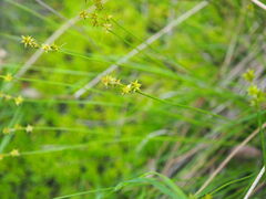 Carex echinata