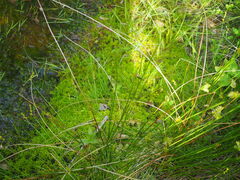 Carex echinata