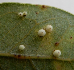 Neuroterus saltatorius texanus