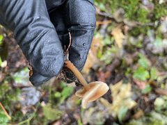 Rhodophana nitellina