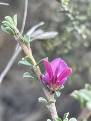 Indigofera nigromontana
