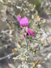 Indigofera nigromontana