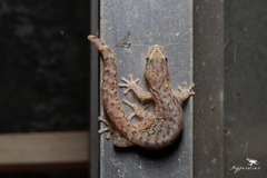 Afrogecko porphyreus