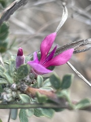 Indigofera nigromontana