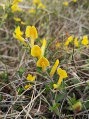 Chamaecytisus ratisbonensis