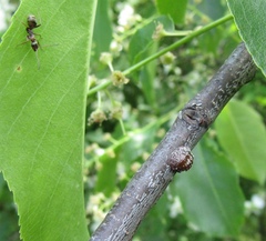 Parthenolecanium corni