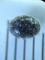 Rhyzobius forestieri