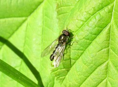 Platycheirus scutatus