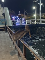 Pelecanus occidentalis urinator