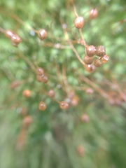 Bartramia pomiformis