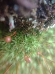Bartramia pomiformis