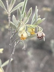 Hermannia lavandulifolia