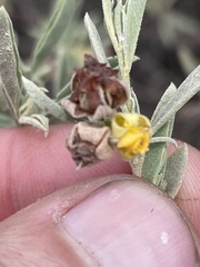 Hermannia lavandulifolia