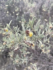 Hermannia lavandulifolia