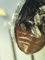 Rhyzobius forestieri