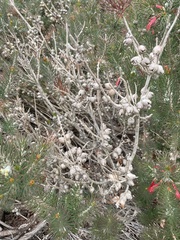 Melaleuca eriocarpa