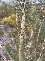 Melaleuca eriocarpa