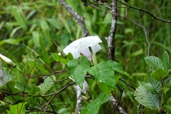 Ipomoea pandurata
