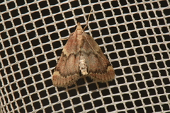 Hypsopygia intermedialis