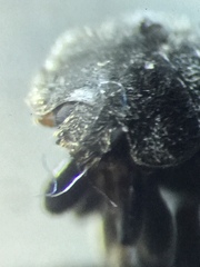 Rhyzobius forestieri