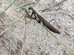 Mantis religiosa religiosa